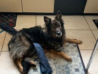 Shani  Shani nach ihrer Bandscheiben-Operation